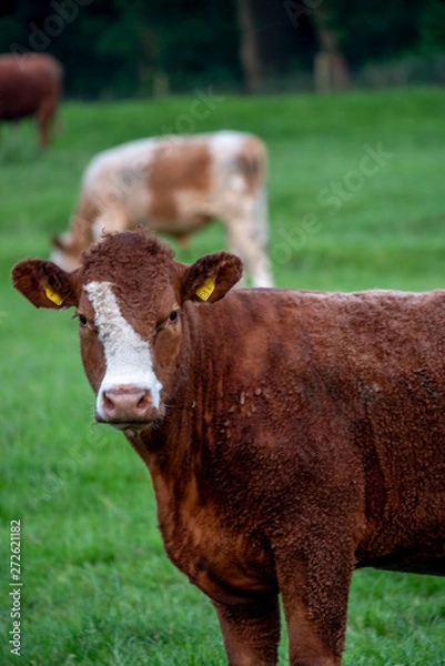 Obraz Cows, Cows in a Field, Sussex Cows