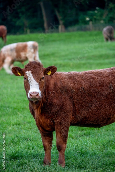 Obraz Cows, Cows in a Field, Sussex Cows