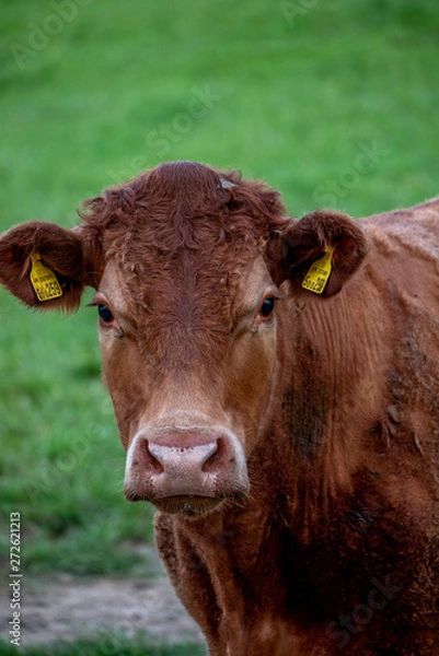 Obraz Cows, Cows in a Field, Sussex Cows