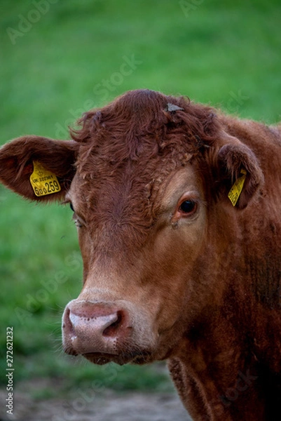 Obraz Cows, Cows in a Field, Sussex Cows