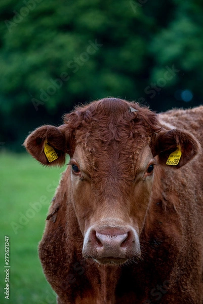 Obraz Cows, Cows in a Field, Sussex Cows