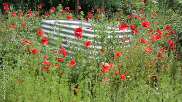 Fototapeta Mohnblumenwiese mit einem Hochbeet