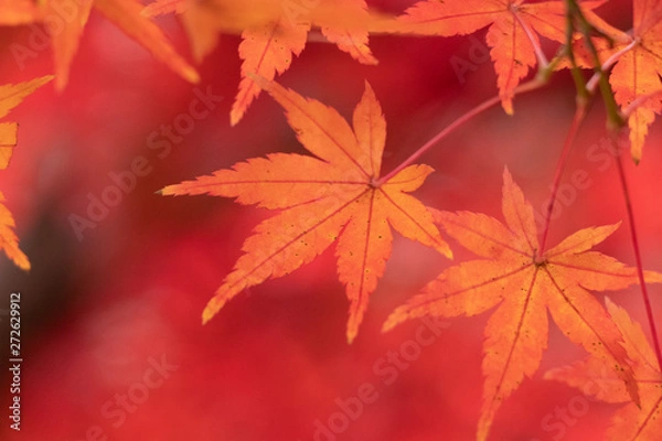 Fototapeta 赤く色づいた紅葉の葉