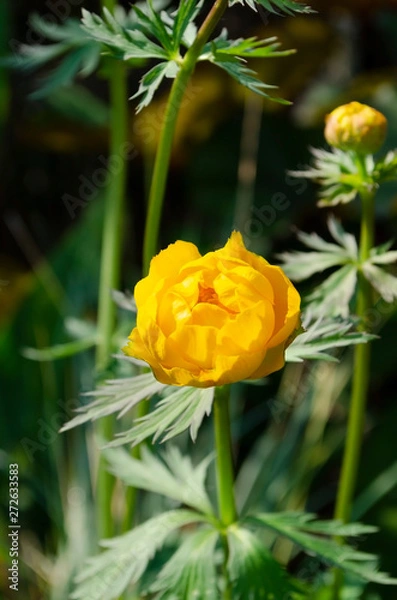 Obraz yellow tulips in the garden
