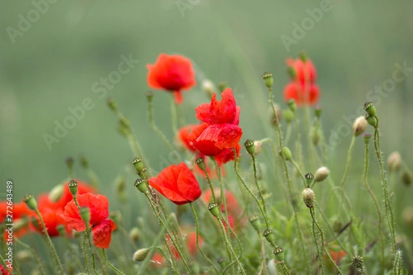 Obraz wild poppy flowers