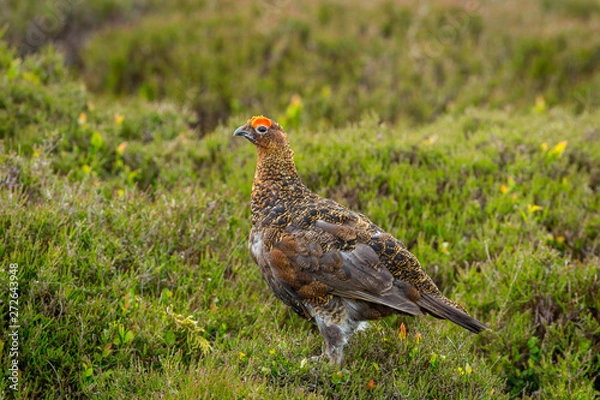 Fototapeta Red Grouse male with bright red eyebrow or Wattle stood in natural moorland habitat during nesting season.  Landscape, horizontal, space for copy
