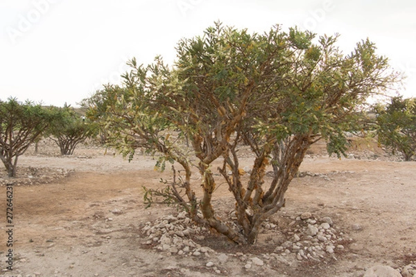 Fototapeta Weihrauchstrauch