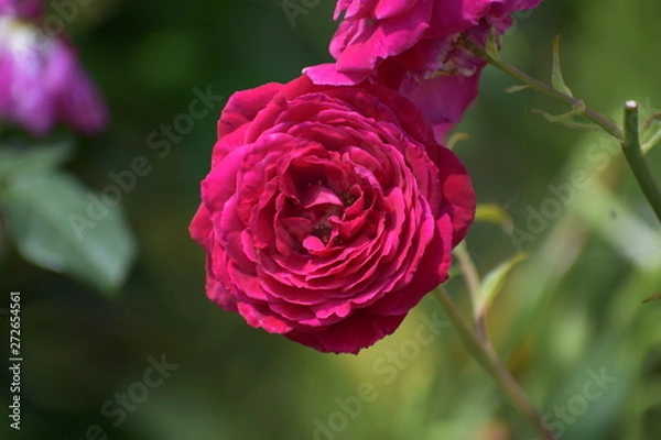 Fototapeta 大振りのバラ