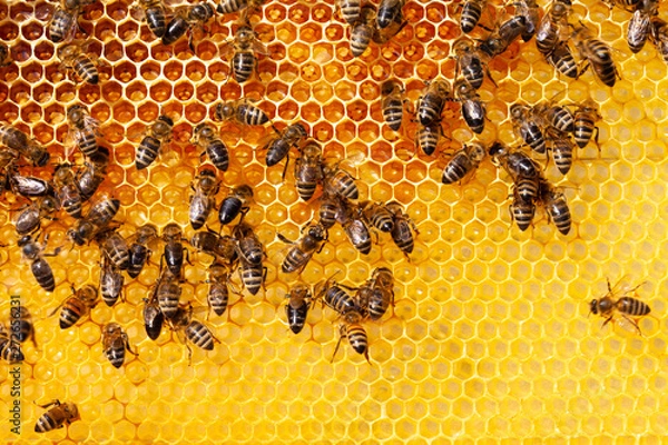 Obraz Bees on honeycomb