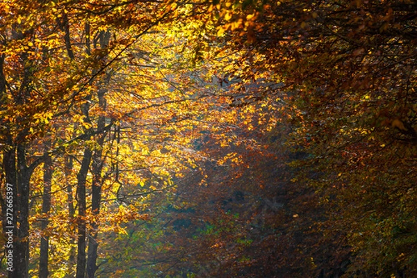 Obraz The plateau of Cansiglio