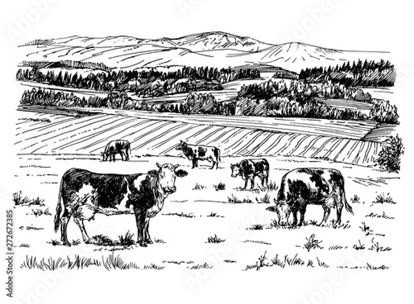 Obraz Cows grazing on meadow. Hand drawn illustration.