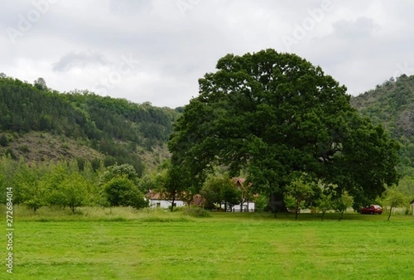 Fototapeta big tree in the yard