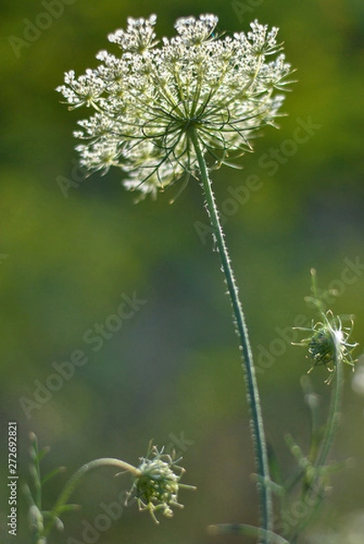 Obraz Wild beaked parsley