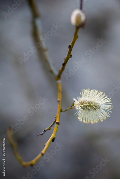 Obraz Single flower of goat willow