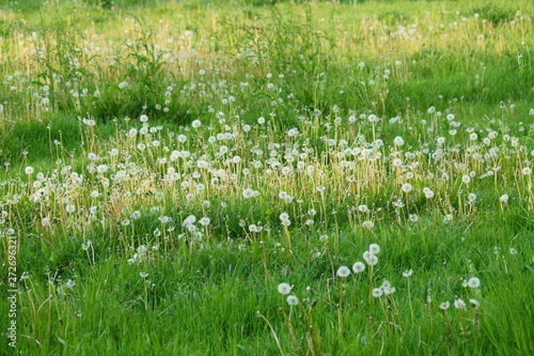 Fototapeta Dmuchawce