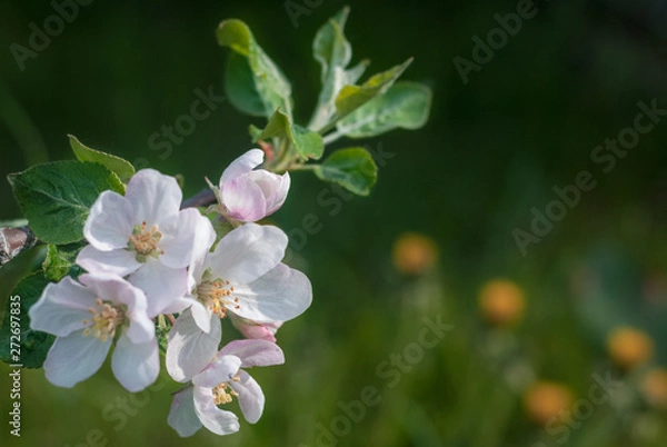 Obraz Apple tree blossom