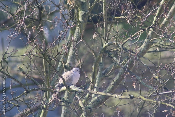 Obraz bird on a branch
