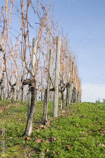 Fototapeta vineyard on a sunny winter day
