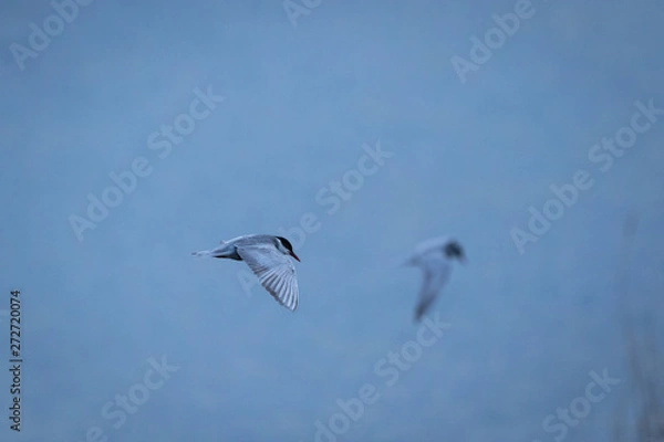 Fototapeta Blue tern