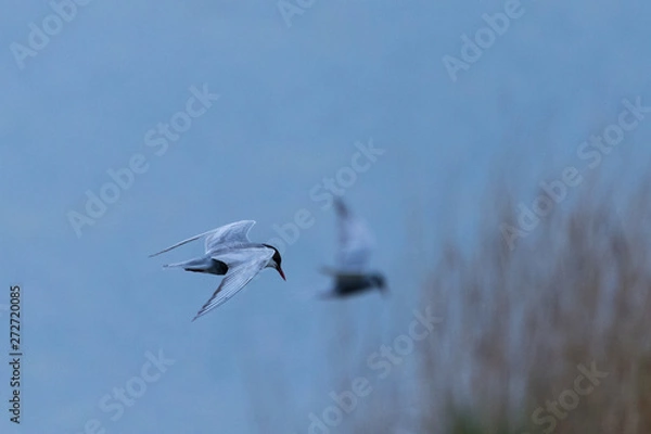 Fototapeta Common tern