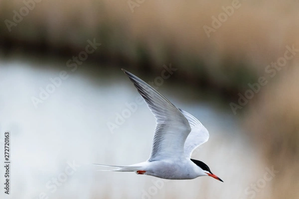 Fototapeta Common tern