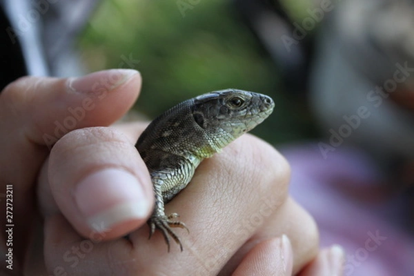 Fototapeta lizard on hand