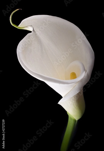 Fototapeta elegancka biała calla