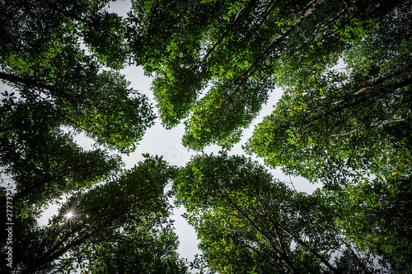 Obraz Under green leaves of mangrove forest