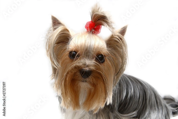 Obraz yorkshire terrier