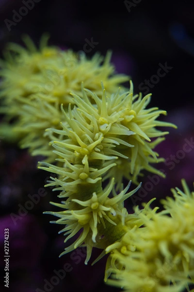 Obraz Cirripathes spiralis