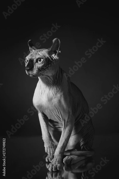 Fototapeta Portrait of a Sphinx cat on a dark background with dramatic light