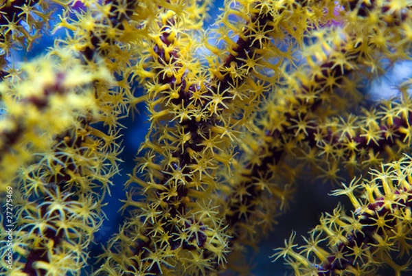 Obraz Menella sea fan