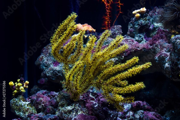 Obraz Menella sea fan