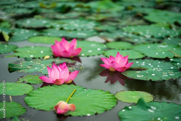 Fototapeta Beauty fresh pink lotus in middle pond, the background is leaf, bud, lotus and lotus filed. peace scene in Mekong delta, Vietnam. High quality stock image. Countryside.
