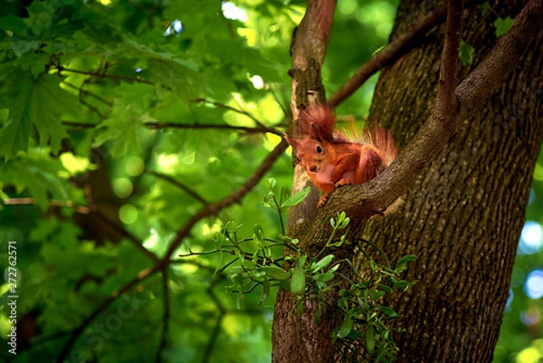 Obraz squirrel on a branch on leaves background
