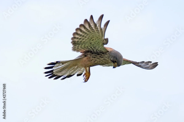 Fototapeta wild kestrel hovering