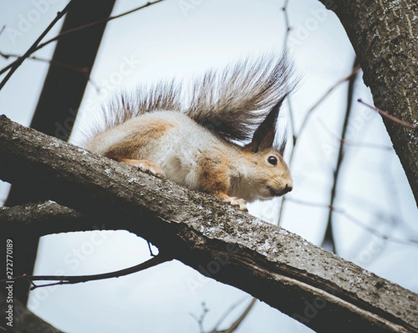 Obraz squirrel in the Park eating a nut