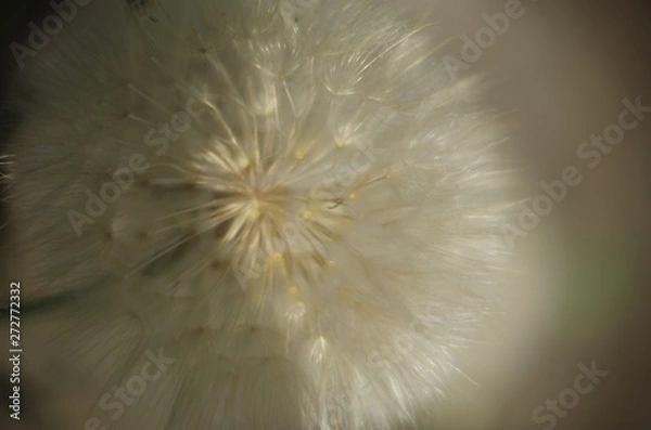 Fototapeta dandelion on black background
