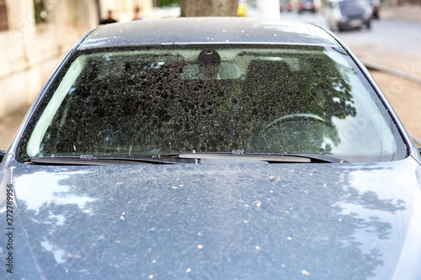 Obraz the windshield of a dirty car in stains and drops of dirt after a rain, front view of the window with wipers.