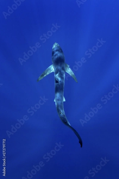 Obraz blue shark, prionace glauca