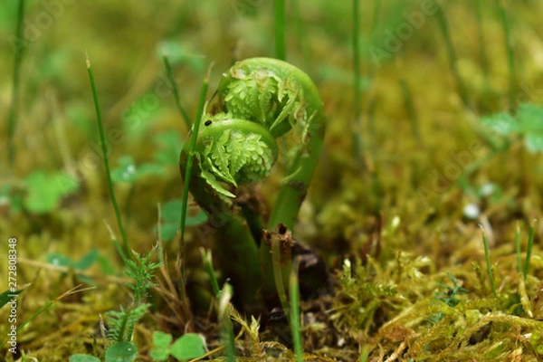Obraz rozwijająca się paproć