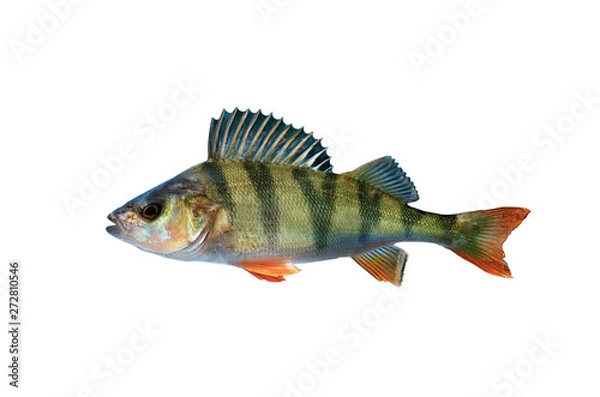 Obraz perch fish isolated on white background