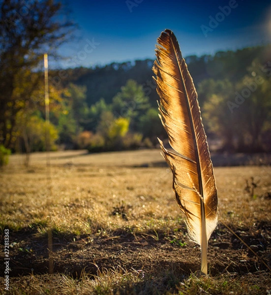 Obraz Pluma