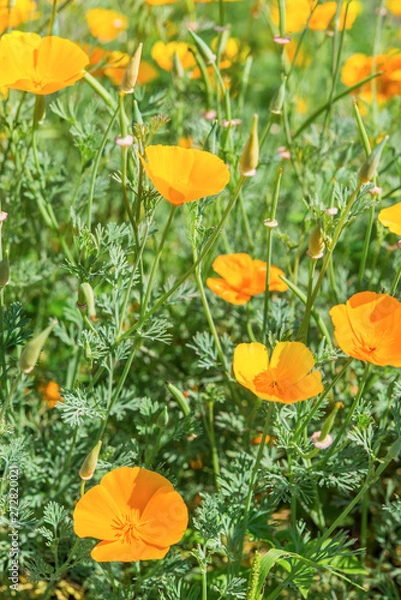 Obraz Blooming Californian poppies