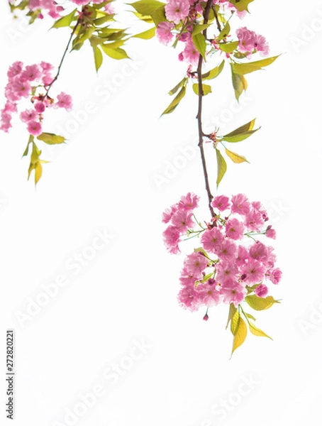 Obraz Isolated branch of blooming sakura tree