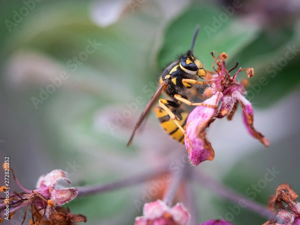 Obraz Wasp on a decaying pink flower of an apple tree