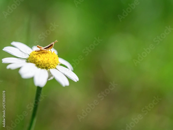Obraz Grasshopper on a camomile flower