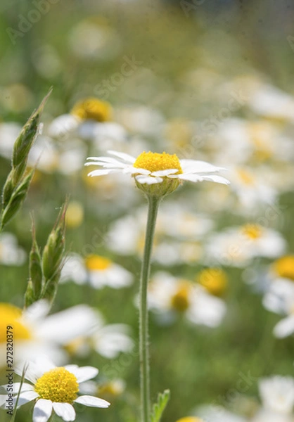 Obraz Chamomile flower close-up on the field