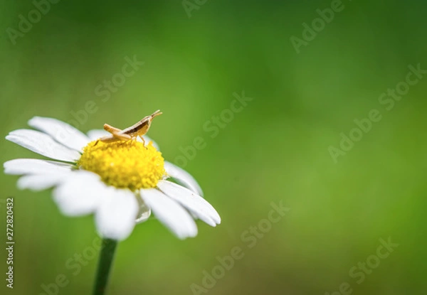 Obraz Grasshopper on a chamomile flower