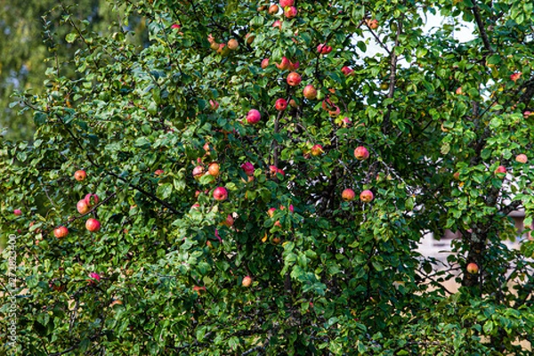 Fototapeta Apple tree with red apples in garden of abandoned village People leave her place